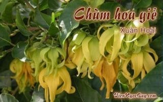 Bài thơ Chùm hoa giẻ
