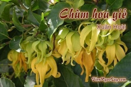 Bài thơ Chùm hoa giẻ
