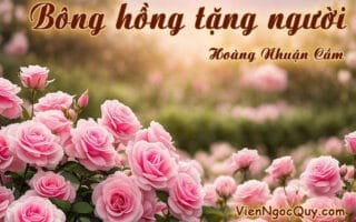 Bông hồng tặng người