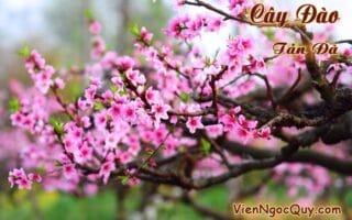 Bài thơ Cây Đào