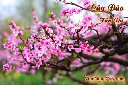 Bài thơ Cây Đào