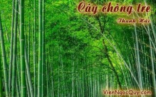 Cây chông tre