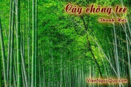 Cây chông tre