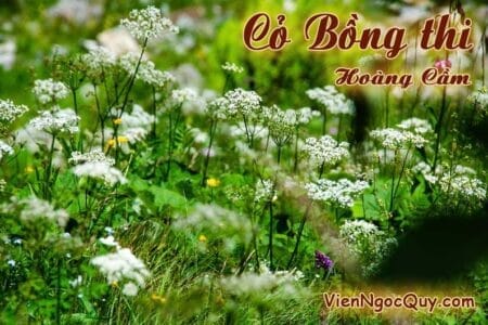 Cỏ Bồng thi