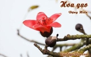Hoa gạo Đặng Hiển