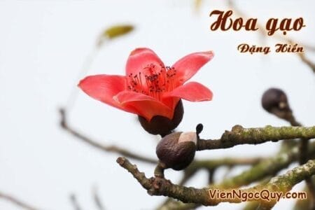 Hoa gạo Đặng Hiển