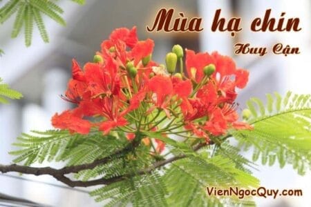 Bài thơ: Mùa hạ chín