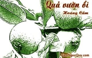Quả vườn ổi