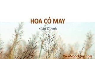 hoa co may xuan quynh