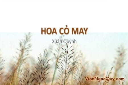 hoa co may xuan quynh
