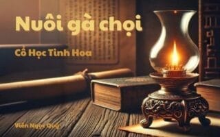 Cổ học tinh hoa: Nuôi gà chọi