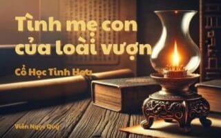 Cổ học tinh hoa: Tình mẹ con của loài vượn