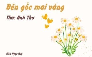 Bên gốc mai vàng